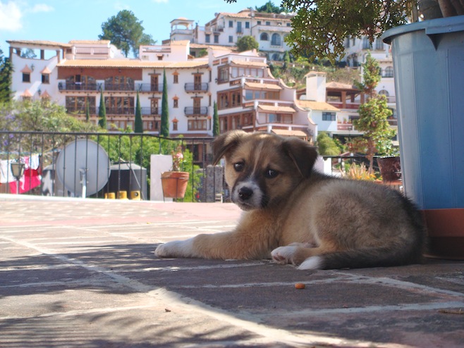 Libre Taxco